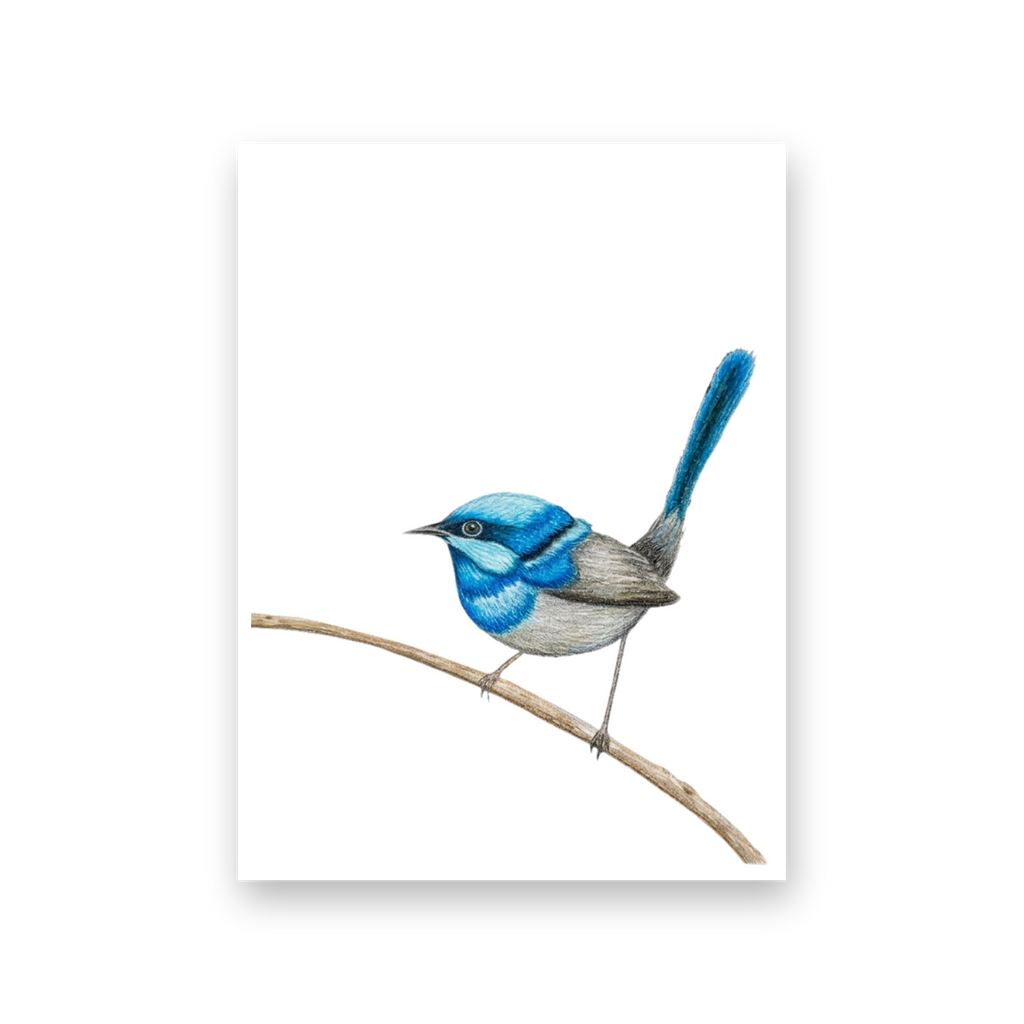 Blue Wren - Card