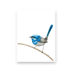 Blue Wren - Card